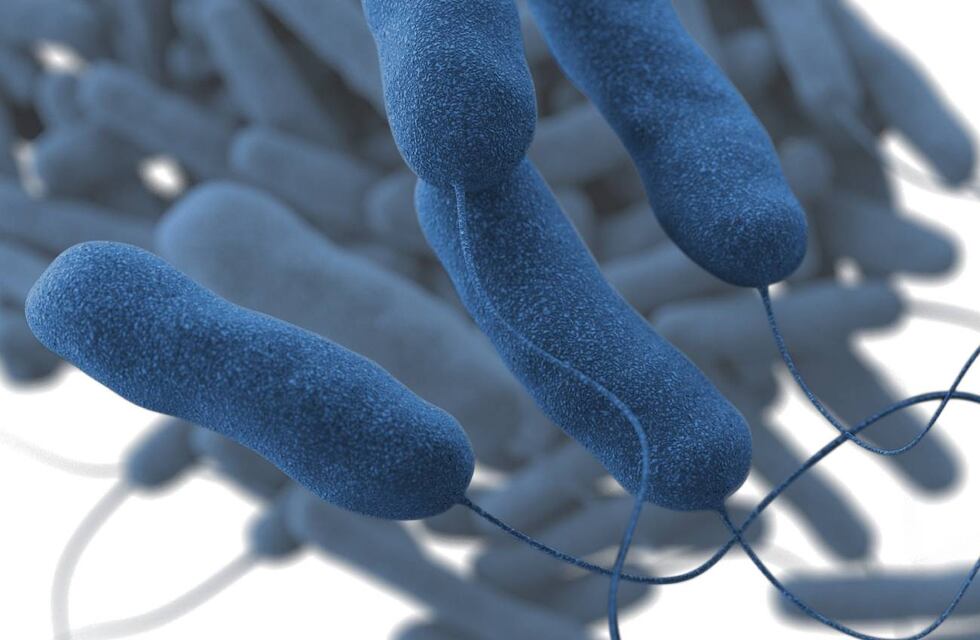 La OMS dio una serie de recomendaciones para evitar el brote de Legionella