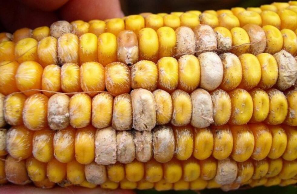 Encuentra muchas micotoxinas en producciones agrícolas