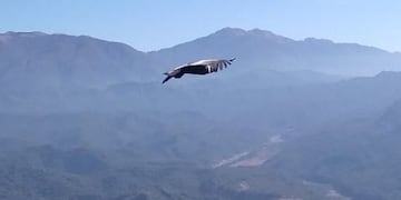 Uno de los ejemplares fotografiados en el cerro Medialuna.