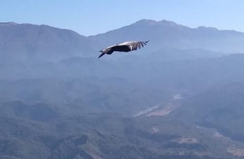 Fotografiaron ejemplares de cóndor en el cerro Medialuna de Metán