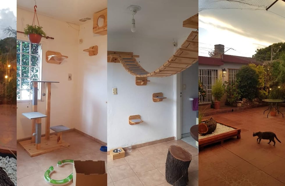 Un hotel muy particular en Córdoba: crearon un alojamiento exclusivo para gatitos, con suits y comodidades