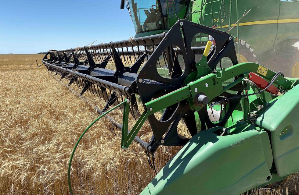 Contradicciones en el Trigo