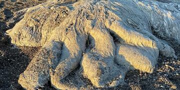 Extraña criatura apareció en las playas de Río Grande