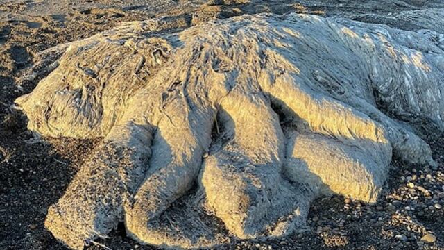 Extraña criatura apareció en las playas de Río Grande