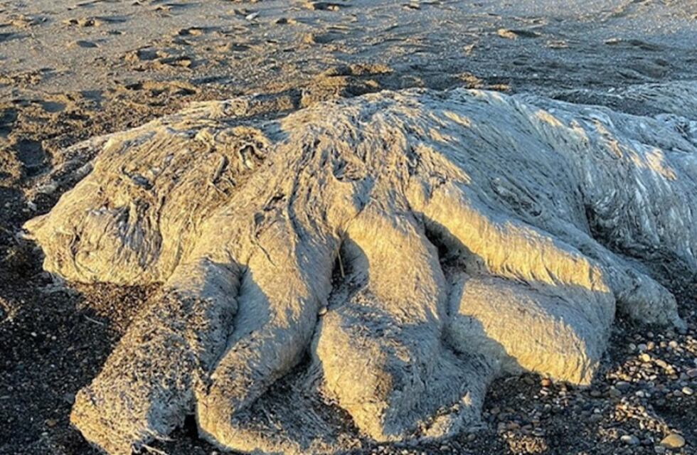 Extraña criatura apareció en las playas de Río Grande