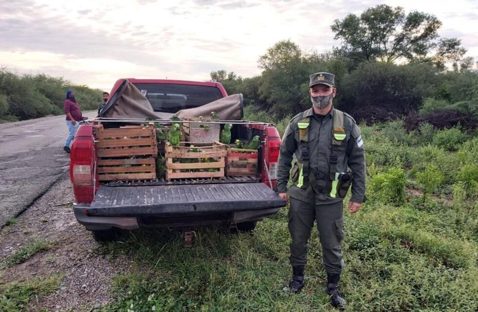 Gendarmería detuvo a una camioneta que transportaba 400 loros habladores