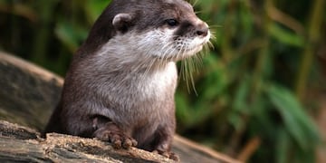 Apareció una nutria en Saladas, Corrientes.