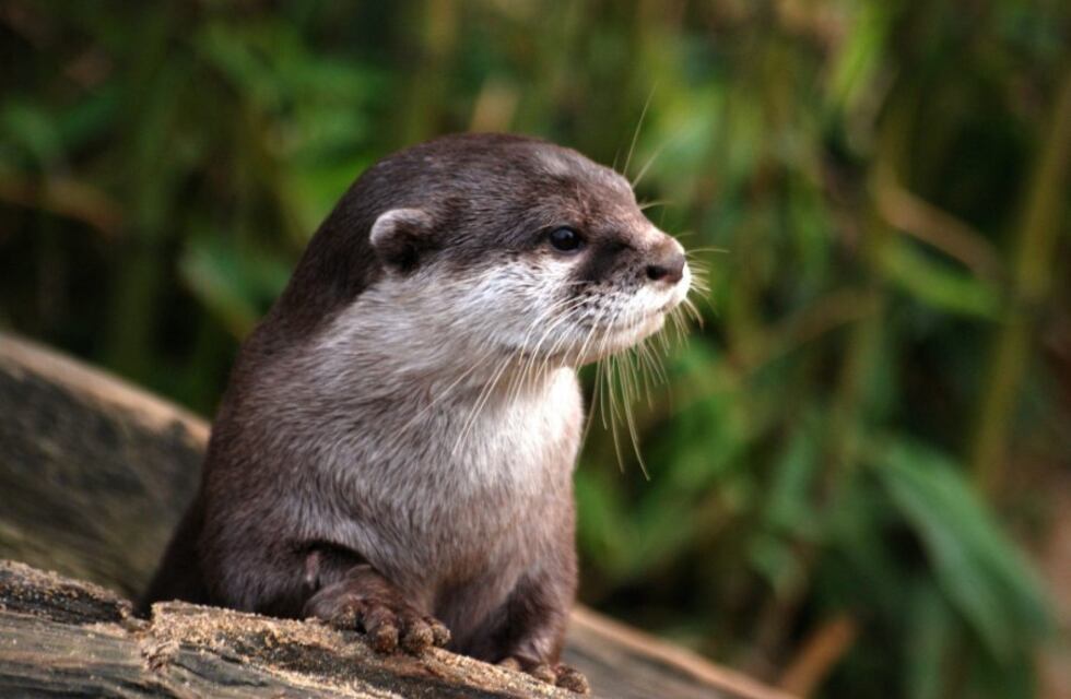 Insólito video: apareció una nutria en una ciudad de Corrientes y los vecinos la corrieron por todo el centro
