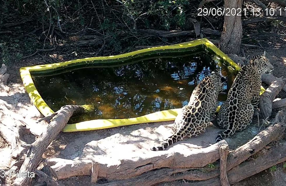 Parque Nacional El Impenetrable: lo cachorros de yaguareté continúan creciendo de manera saludable