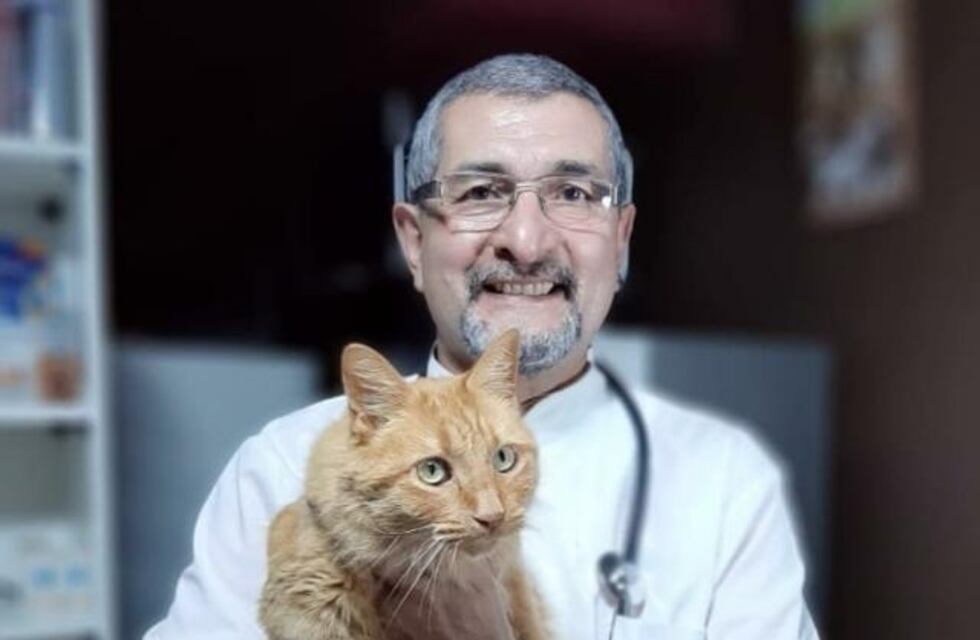 Historia del gato junto al ser humano