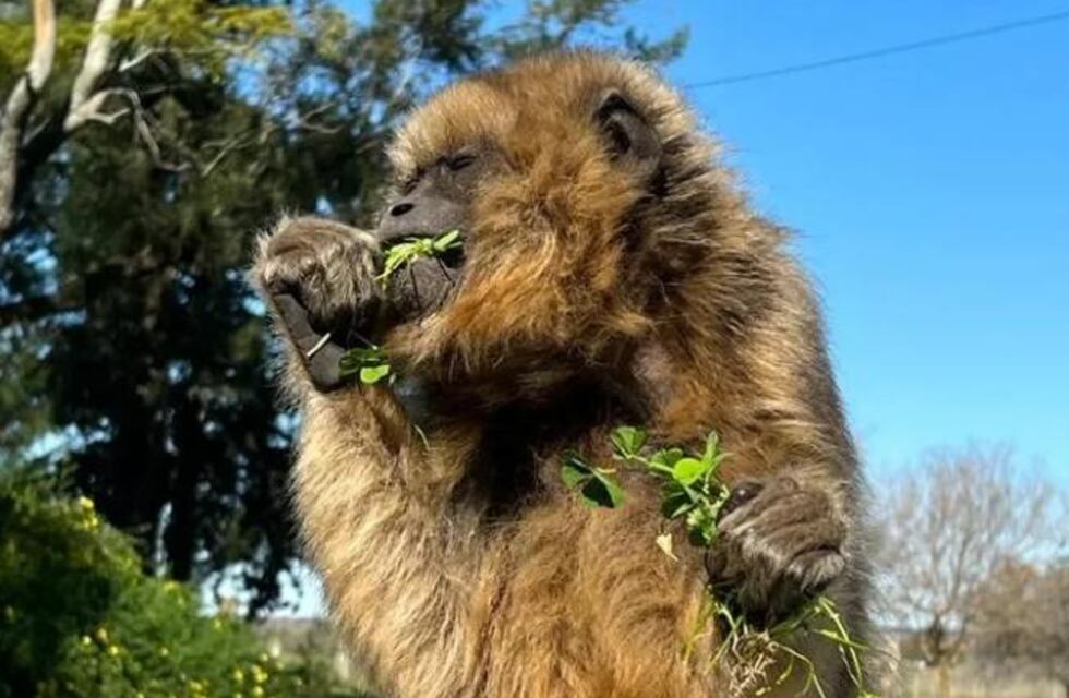 Dos monos carayá, un mono caí y un gato montés fueron trasladados a un santuario en Entre Ríos