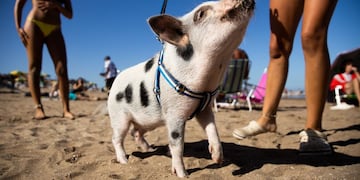 La mascota visitó el balneario de Pinamar, acompañada de sus dueños, y cautivó a los presentes. Foto: La Nación / Tomás Cuesta
