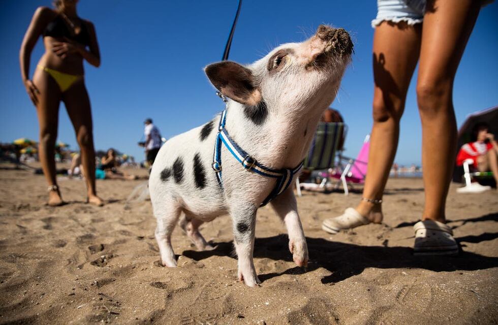 “Chanchi”: la peculiar mascota que cautivó a los veraneantes en las playas de Pinamar