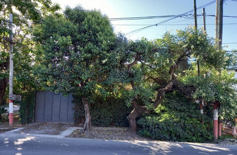 Los vecinos unidos jamás serán vencidos: evitaron que se saque un exótico ceibo blanco en La Plata