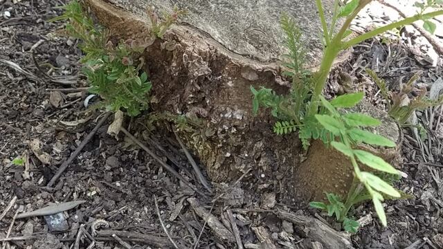 Se ven brotes en el Bosquecito "Norberto Besaccia"