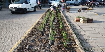Mejoras en los canteros del microcentro