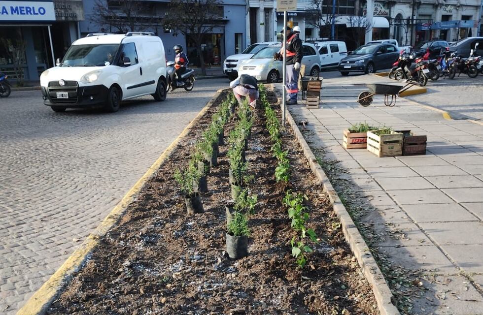 Más naturaleza para el corazón de Rafaela: intervenciones en los canteros céntricos