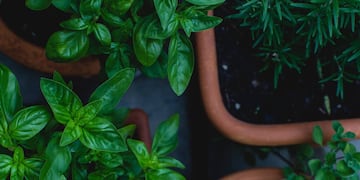 Estos trucos te ayudarán a conservar las hierbas aromáticas. (Unsplash)