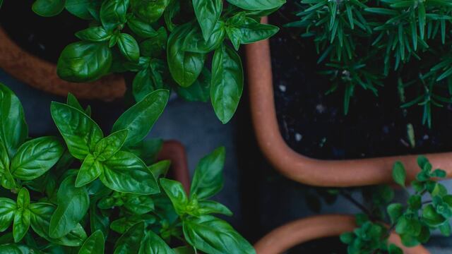 Estos trucos te ayudarán a conservar las hierbas aromáticas. (Unsplash)