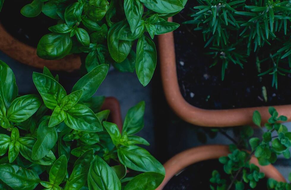 Estos trucos te ayudarán a conservar las hierbas aromáticas