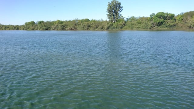 Cianobacterias o algas verdes en el río Gualeguaychú