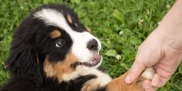 día mundial del perro.