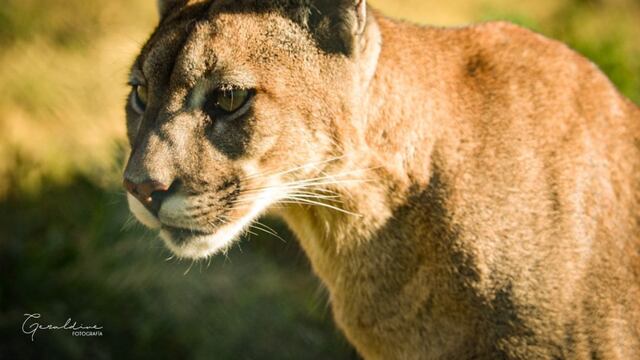 Puma (imagen ilustrativa)