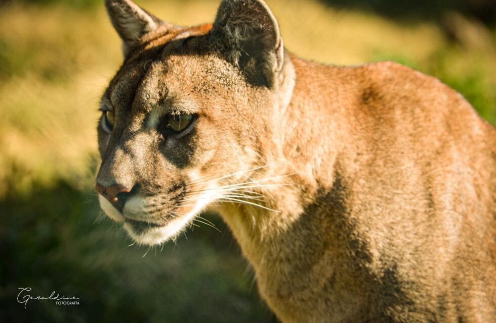 Se topó con un puma a la salida de la escuela y se llevó un susto tremendo