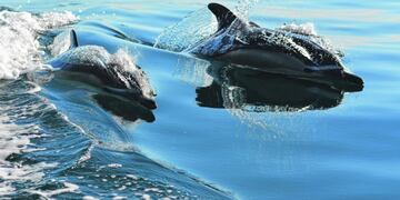 Delfines muertos en las costas de Río Negro.