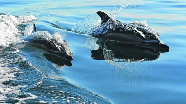 Delfines muertos en las costas de Río Negro.