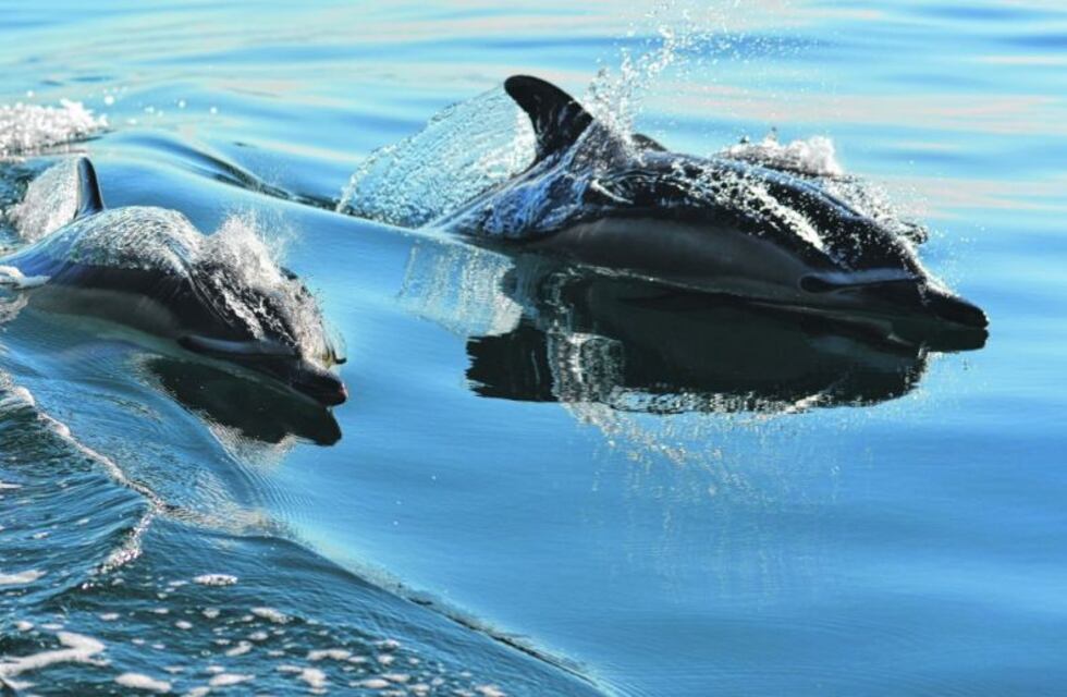 Aparecieron 15 delfines muertos en las playas de un puerto de Río Negro