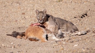 Fotos y videos del impactante avistaje de un puma en Villavicencio comiendo un guanaco: su rol clave en el ecosistema. Foto: Gentileza Martín Pérez.