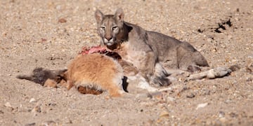 Fotos y videos del impactante avistaje de un puma en Villavicencio comiendo un guanaco: su rol clave en el ecosistema. Foto: Gentileza Martín Pérez.