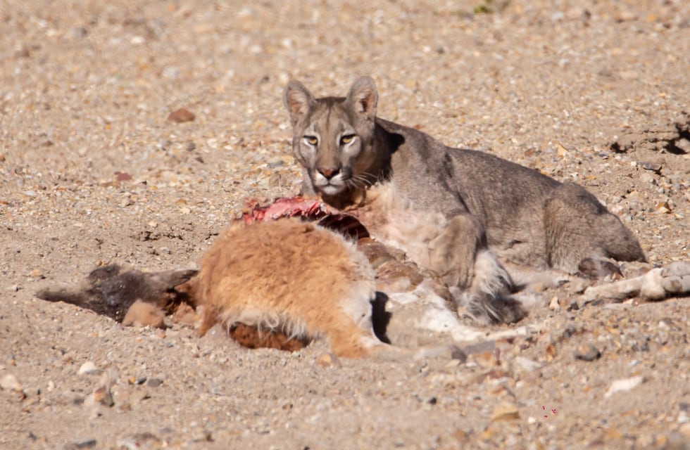 A lo Animal Planet: imágenes impresionantes de un puma comiéndose un guanaco en Villavicencio
