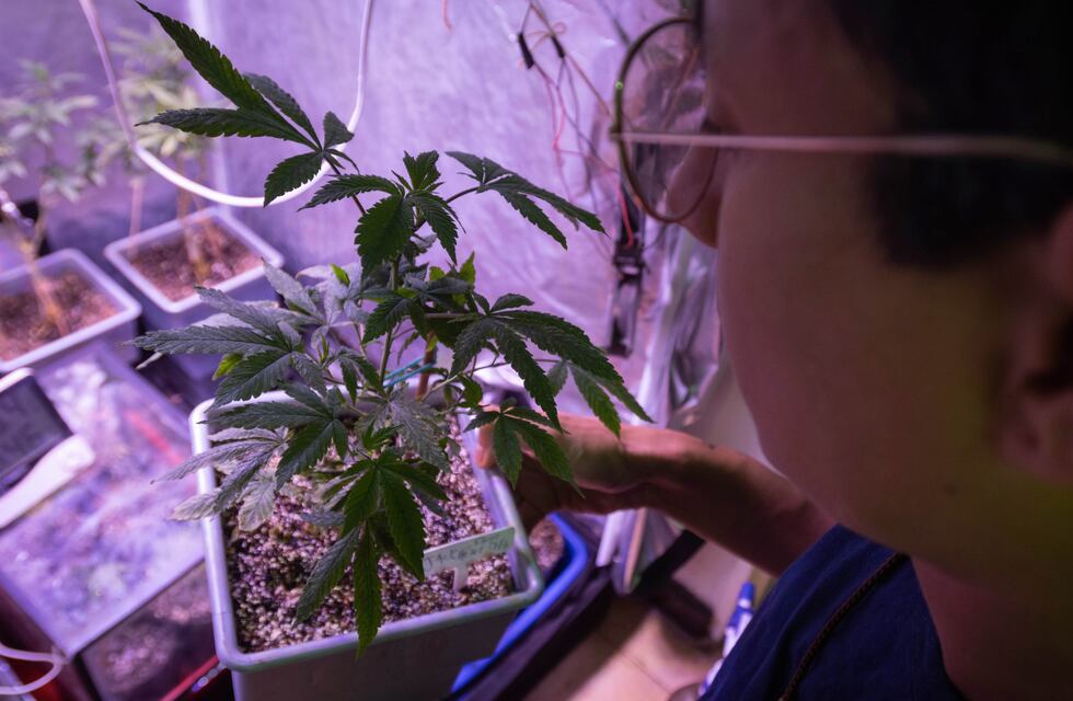 Crearon el registro de usuarios para el autocultivo de cannabis medicinal y terapéutico