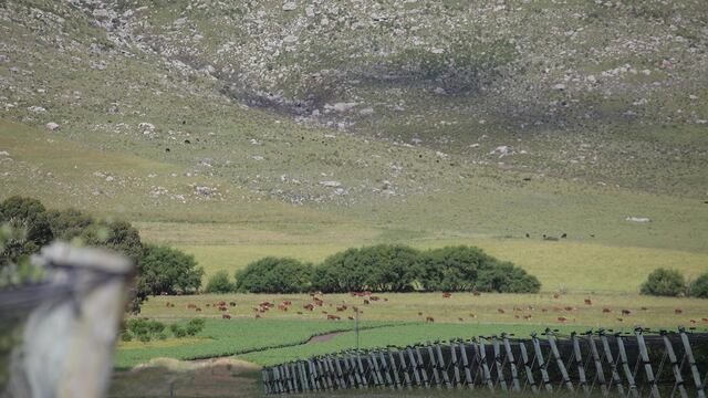 La localidad bonaerense de Balcarce fue reconocida como Indicación Geográfica. - Gentileza