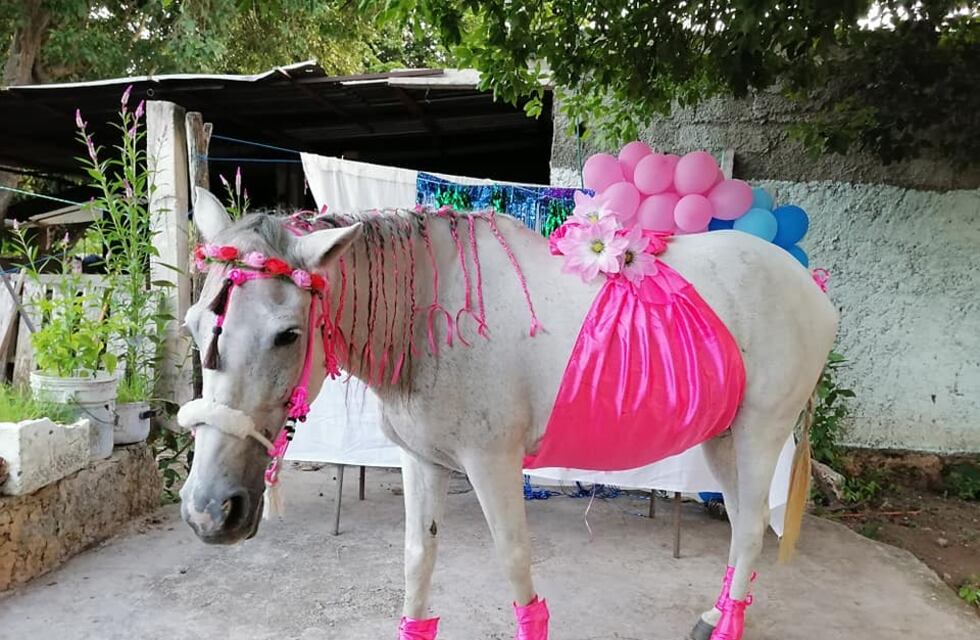 Baby shower a una yegua en Yucatán se hace viral