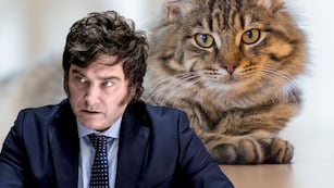 Le negaron adoptar un gato por apoyar a Javier Milei y el caso se volvió viral