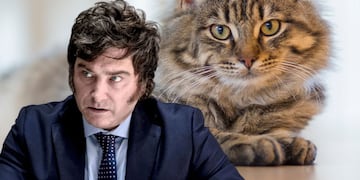 Le negaron adoptar un gato por apoyar a Javier Milei y el caso se volvió viral
