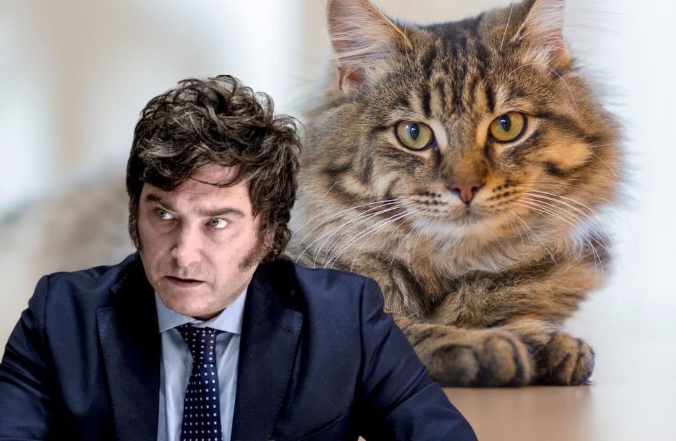 Le negaron adoptar un gato por apoyar a Javier Milei y el caso se volvió viral