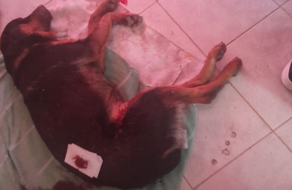 Conmoción en San Juan por la muerte de un perro que fue baleado por desconocidos