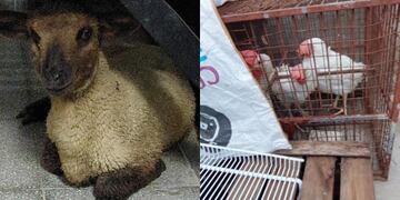 Rescataron a varios animales que iban a ser sacrificados en un rito umbanda en Rosario.