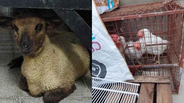 Rescataron a varios animales que iban a ser sacrificados en un rito umbanda en Rosario.
