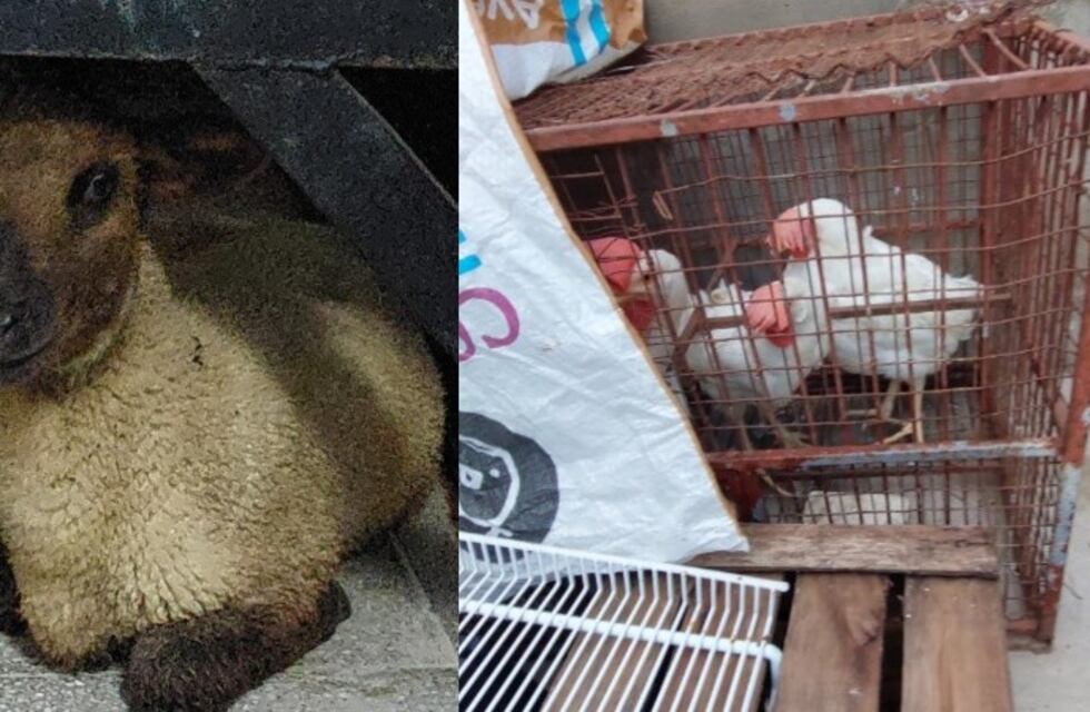 Iban a sacrificar animales en un rito umbanda, pero la policía de Rosario logró impedirlo