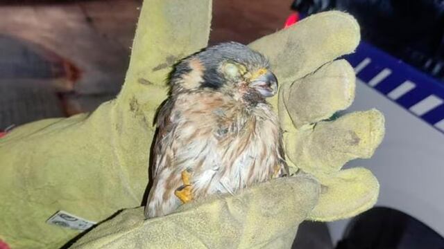 La Patrulla Ambiental rescató un pichón halcón en plena Nueva Córdoba. (Policía de Córdoba)