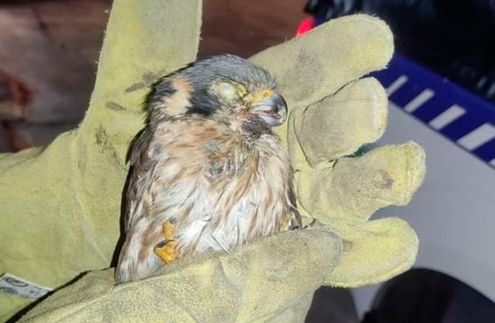 Insólito hallazgo en plena Nueva Córdoba: encontraron un pichón de halcón