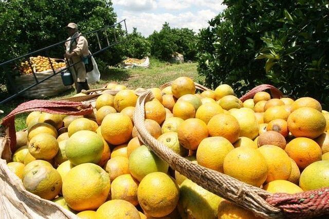 Feria global Fruit Logística 2025