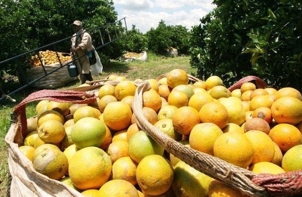 Convocan a empresas frutihortícolas a participar de la feria global Fruit Logística 2025