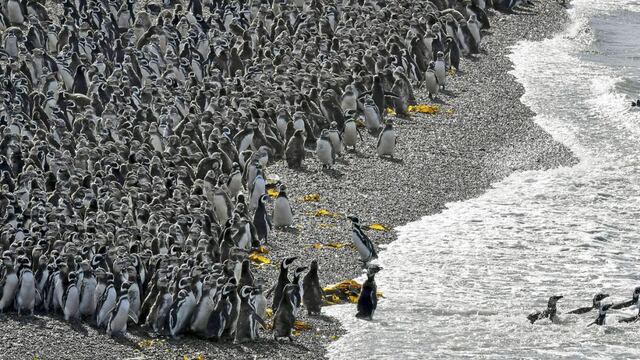 PINGUINOS. En Punta Tombo, este viernes (AP/Maxi Jonas).