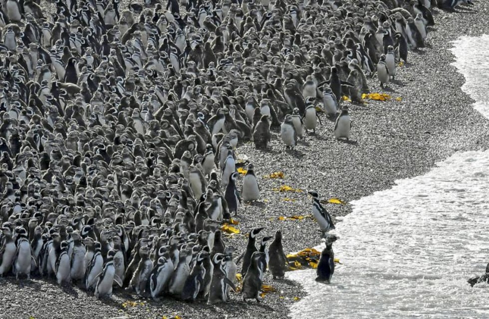 Llegaron los pingüinos a la costa y habilitaron el turismo en la reserva de Punta Tombo